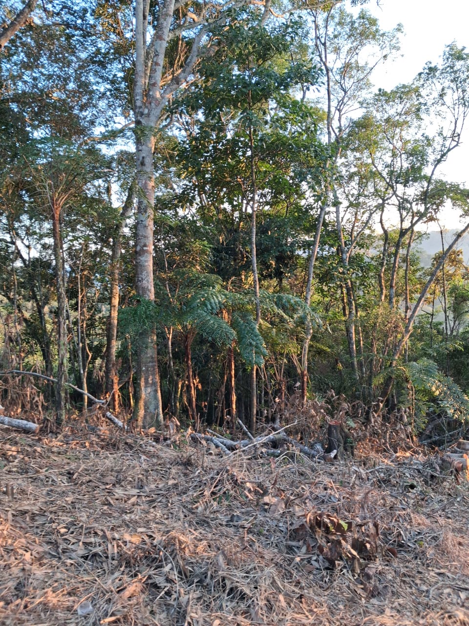 Vegetação da área de terreno
