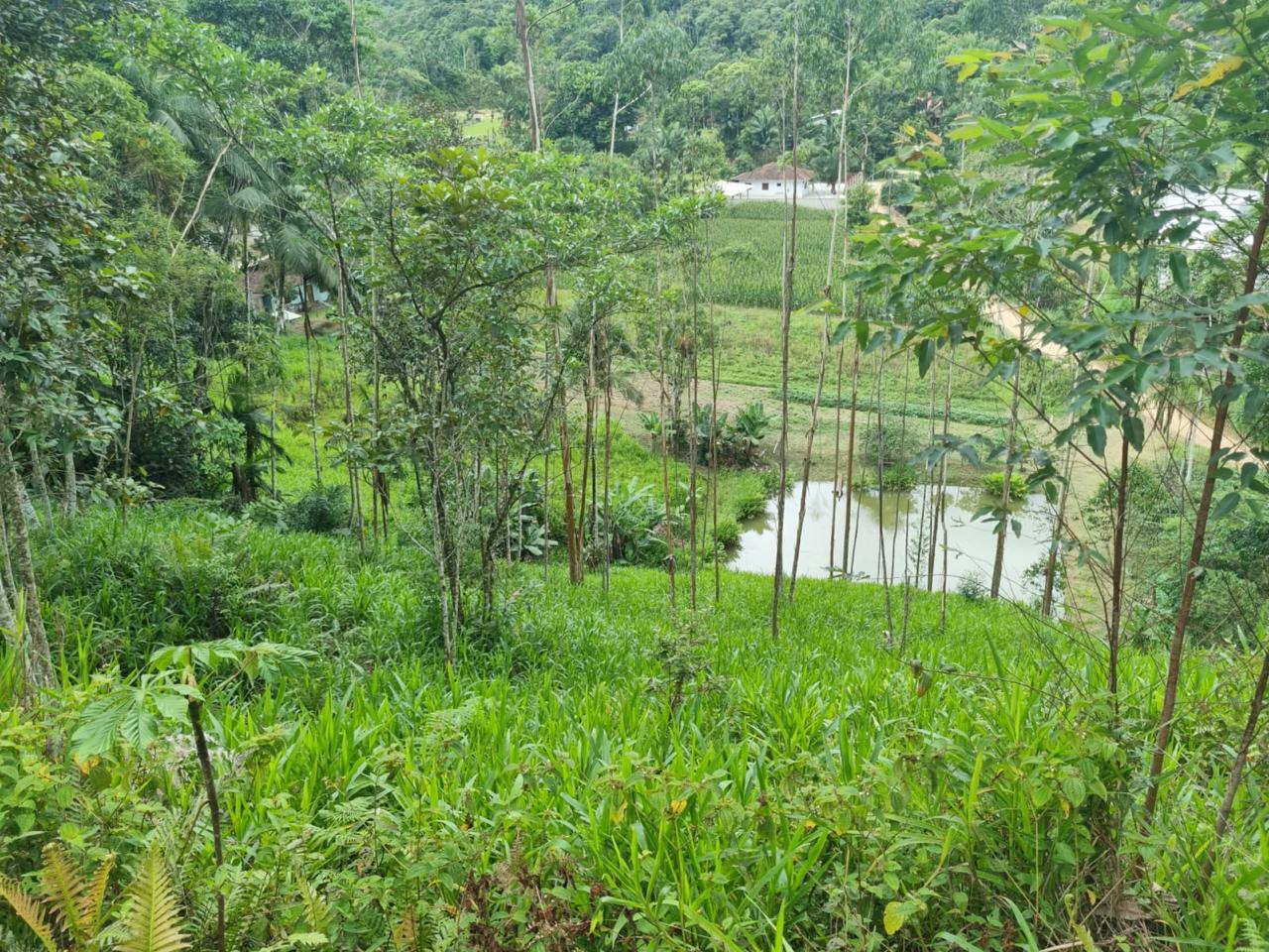 Paisagem verde da área