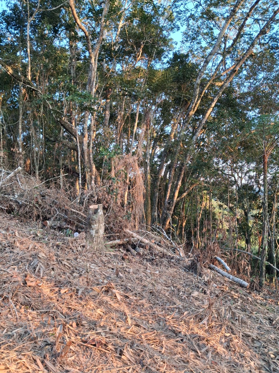Vista da vegetação da área