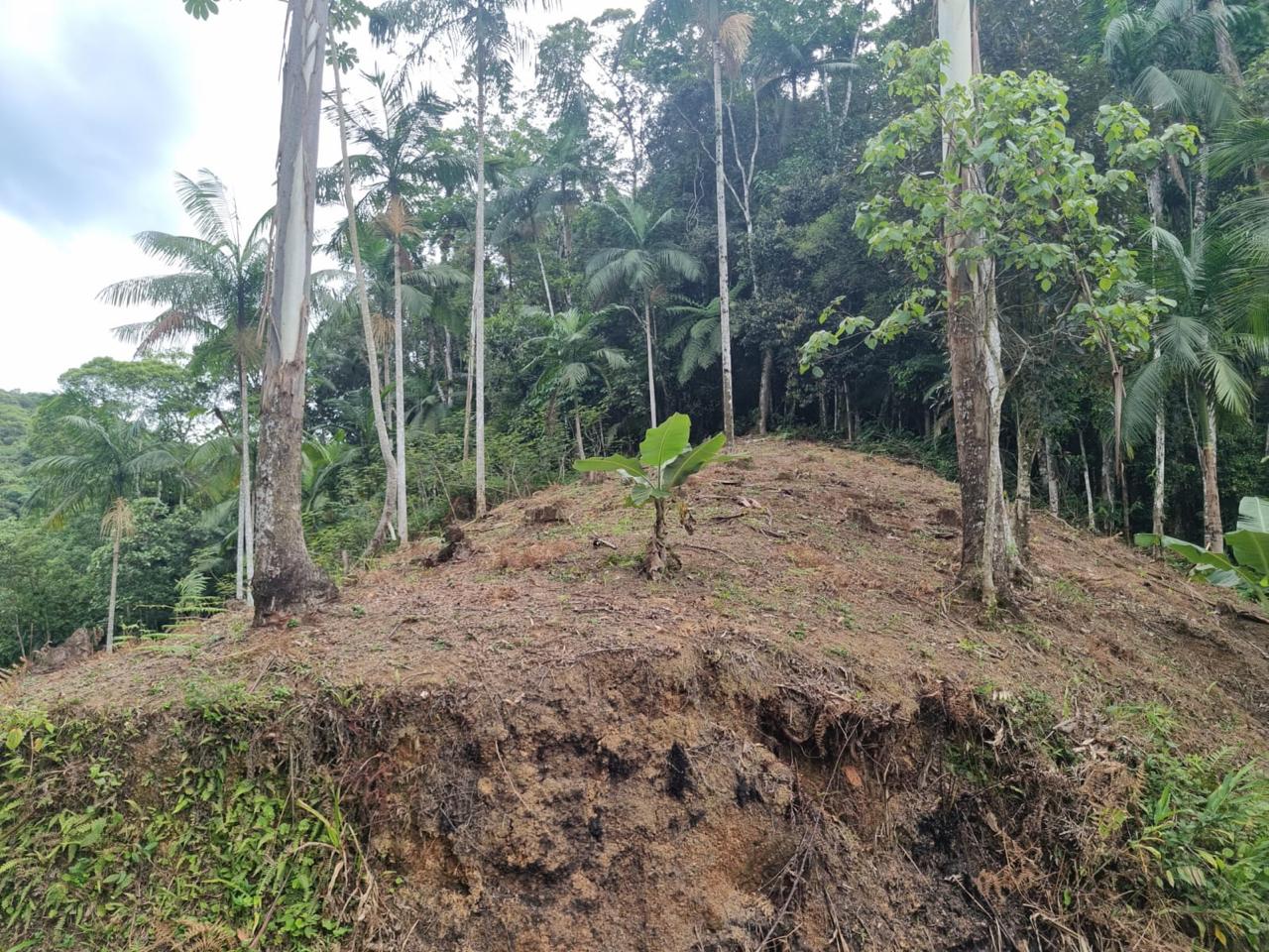 Trecho de vegetação da área